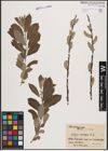 Foto von Salix cinerea L.